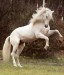 Bílý kůň.jpg